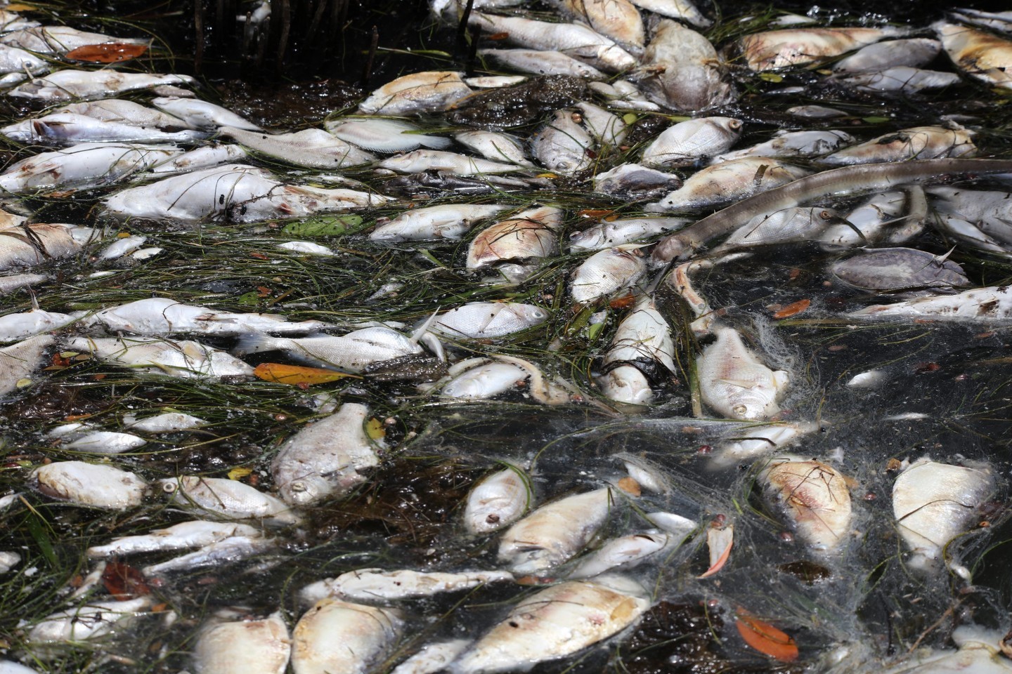 take-action-on-harmful-algal-blooms-toxic-red-tides-in-florida