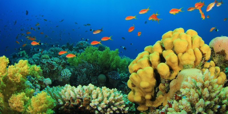 Five Reef Friendly Actions for World Reef Awareness Day – Surfrider ...