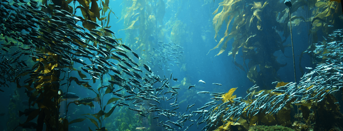 Celebrate June Ocean Month: Take Action to Conserve Our Ocean