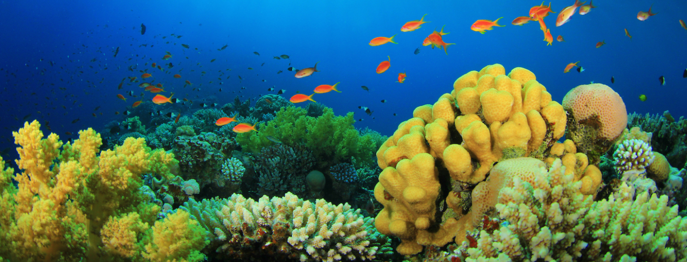 Five Reef Friendly Actions for World Reef Awareness Day