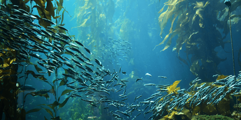 NOAA Announces Next Steps for Proposed Chumash Marine Sanctuary off ...