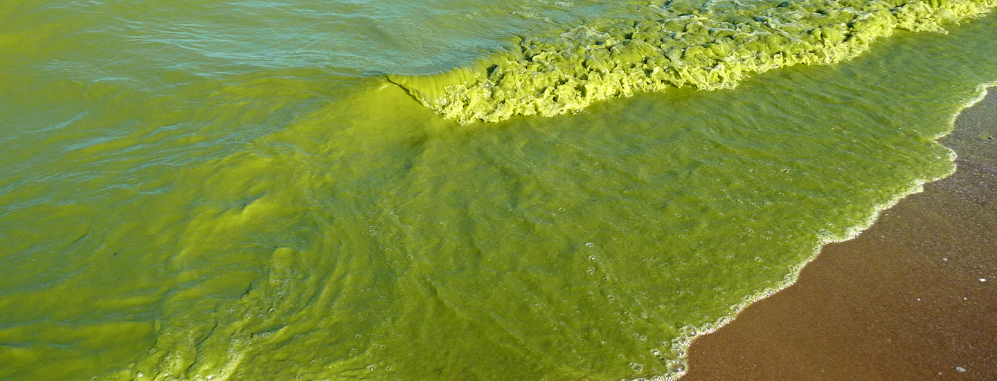 Атлантические Водоросли Далс