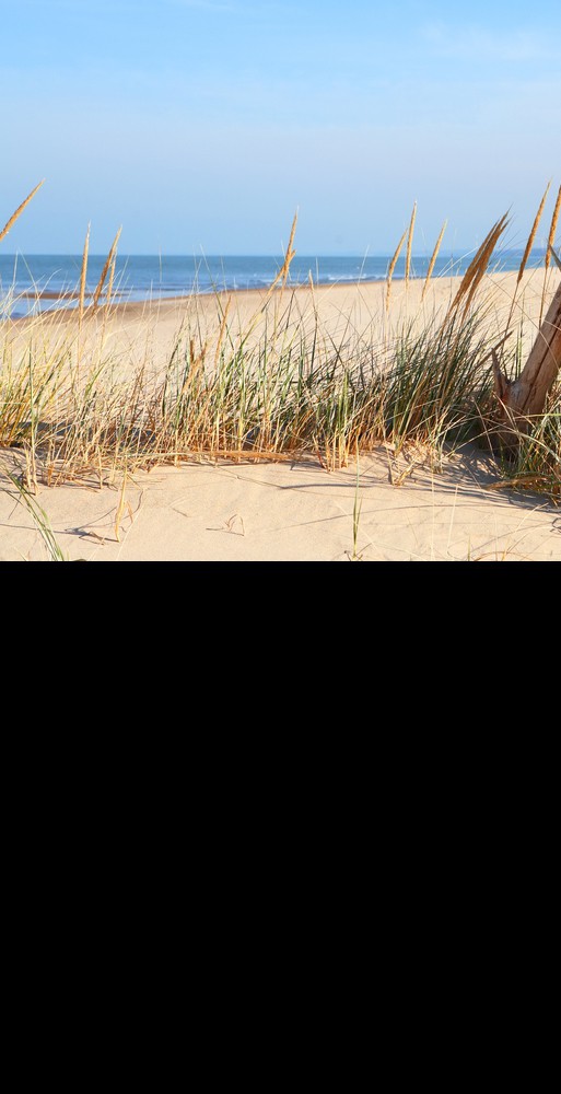 Protect the Hightower Oceanside Wildlife Preserve