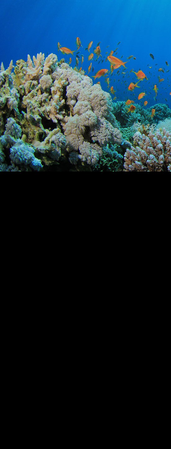 Create a National Endowment for the Oceans