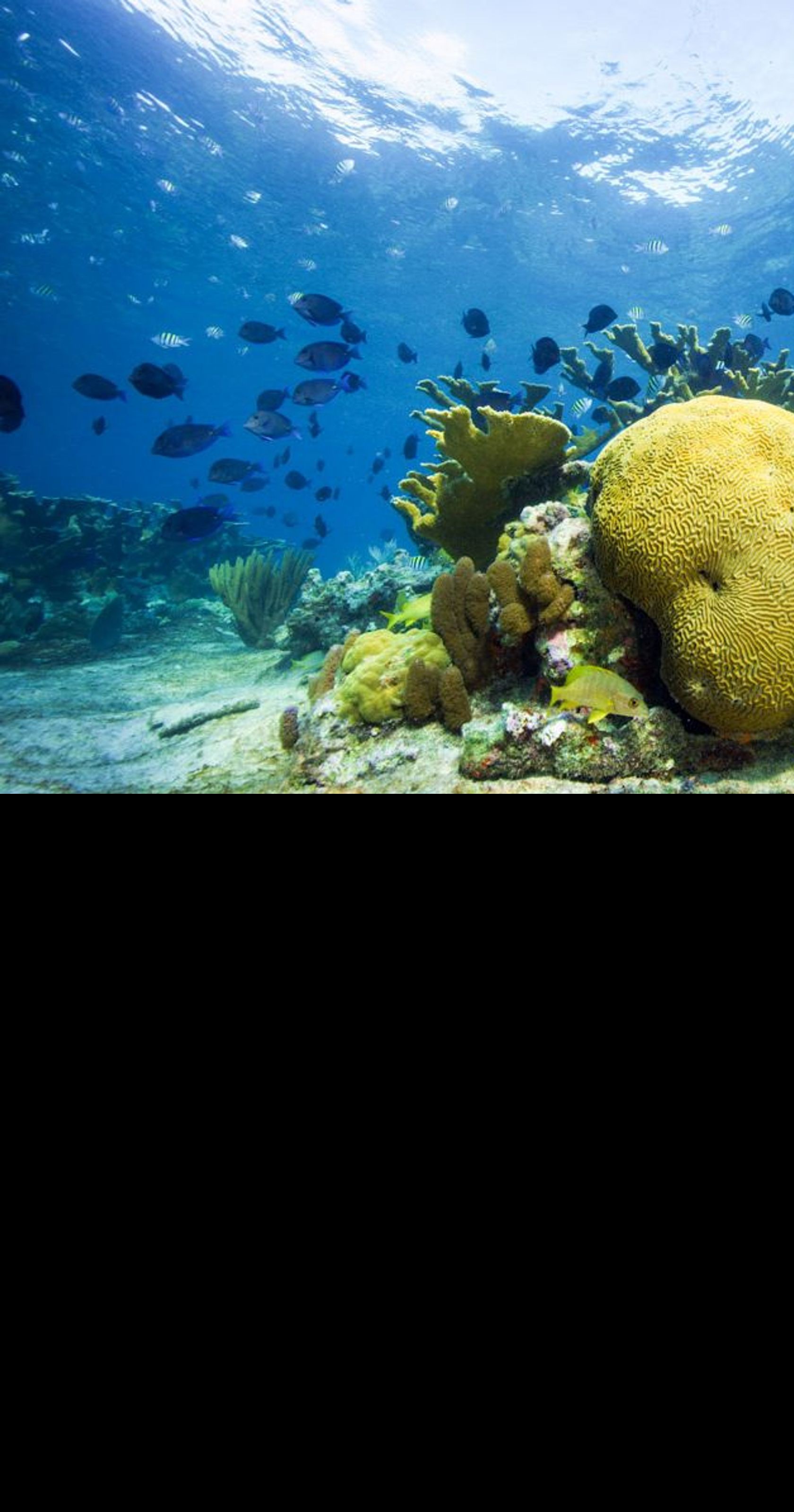 Protecting Florida Keys Coral Reefs by Banning Oxybenzone!