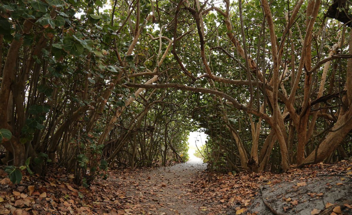 Protect Sea Grapes at Delray Beach