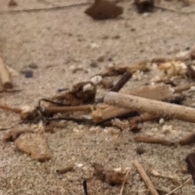 Ban polystyrene in Broward County!