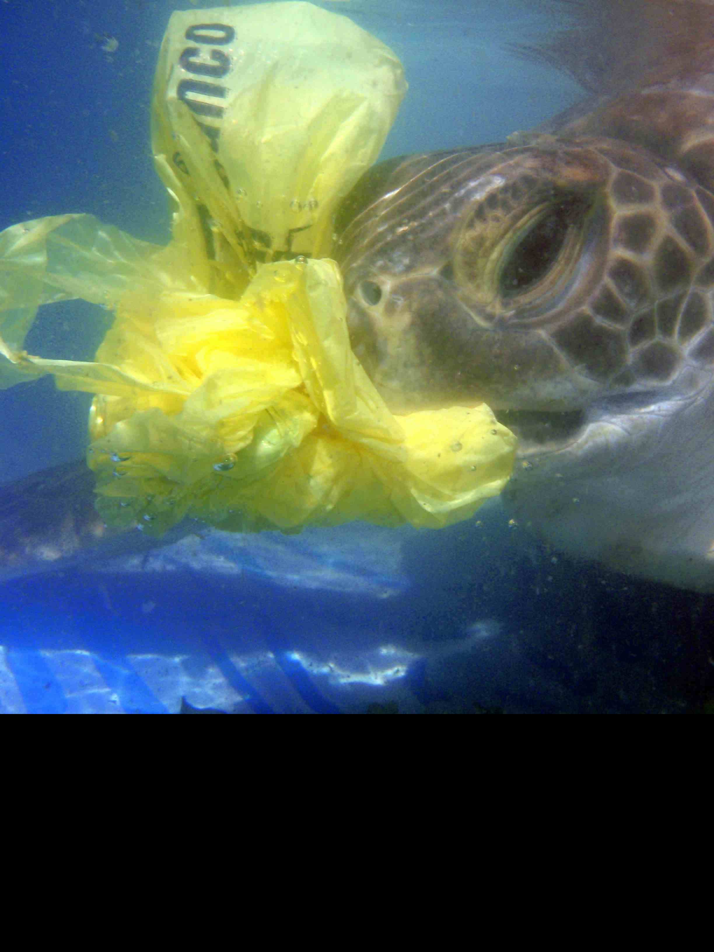 Ban Single-Use Plastic Bags in Oceanside