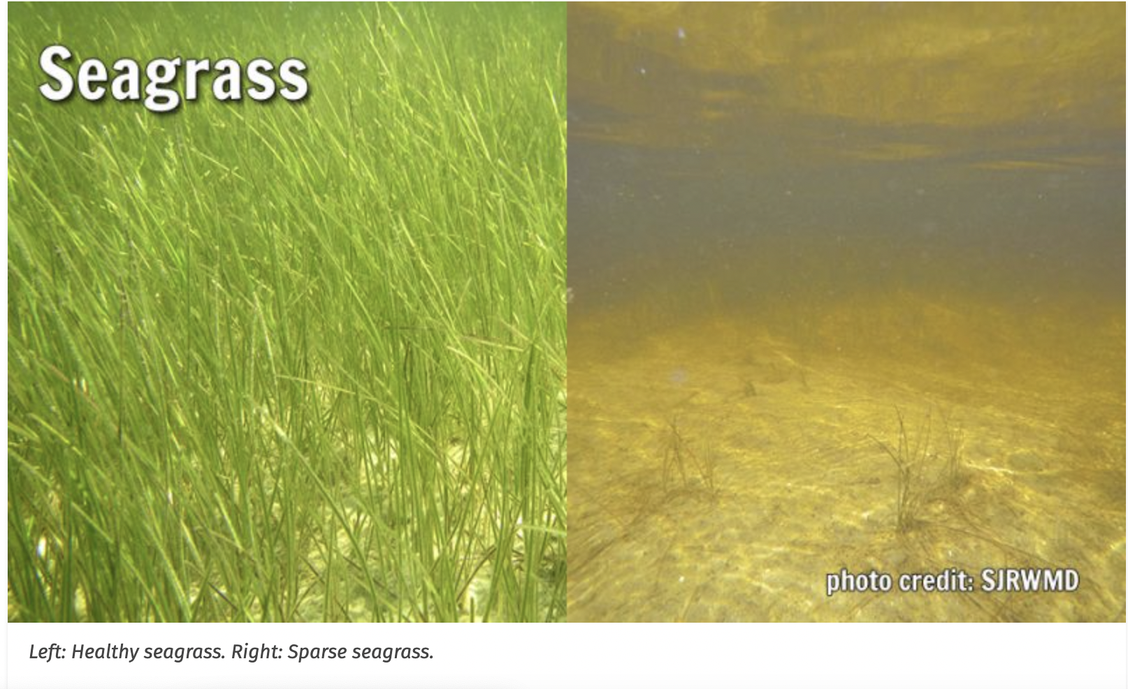 Restore and Keep Healthy Seagrass, Florida!