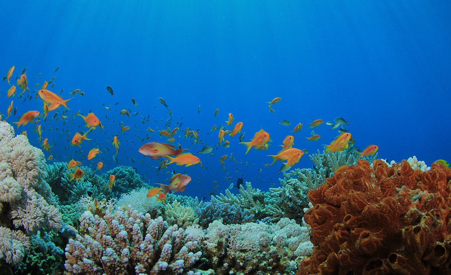 Protect Urban Coral Reefs in Miami