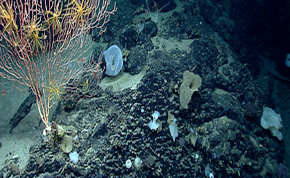 Protect New England Coral Canyons and Seamounts Marine National Monument!