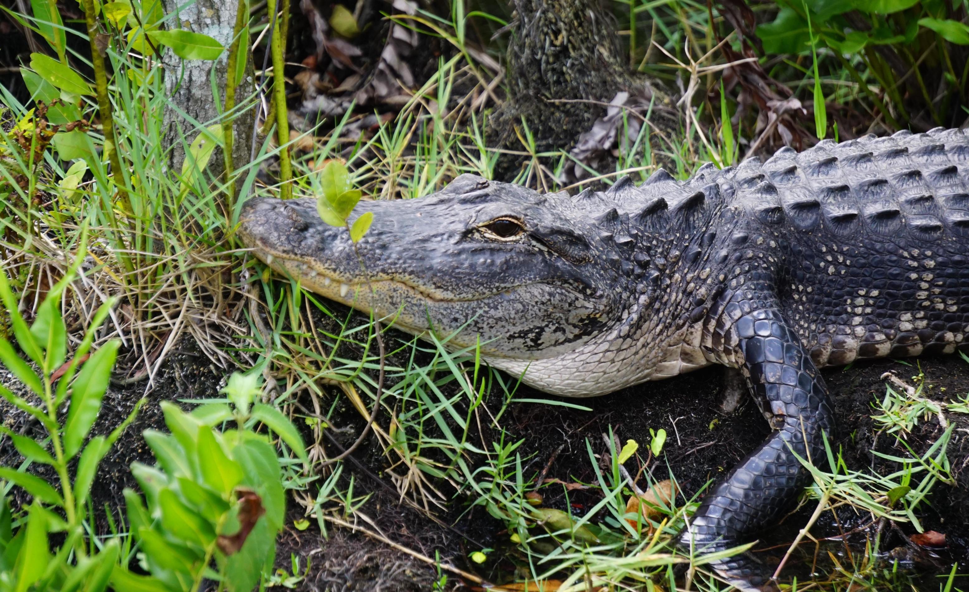 Protect Everglades Restoration Policies, Florida