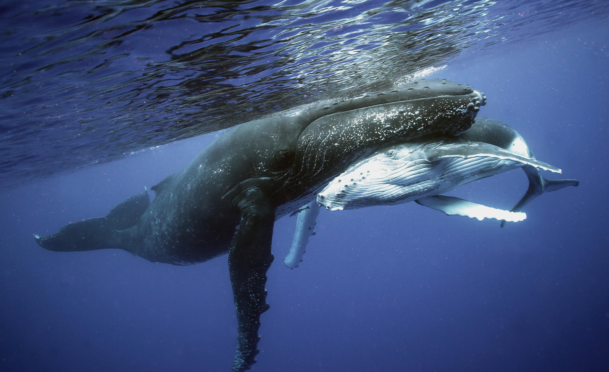 Stop EPA Use of Chemical Oil Spill Dispersants