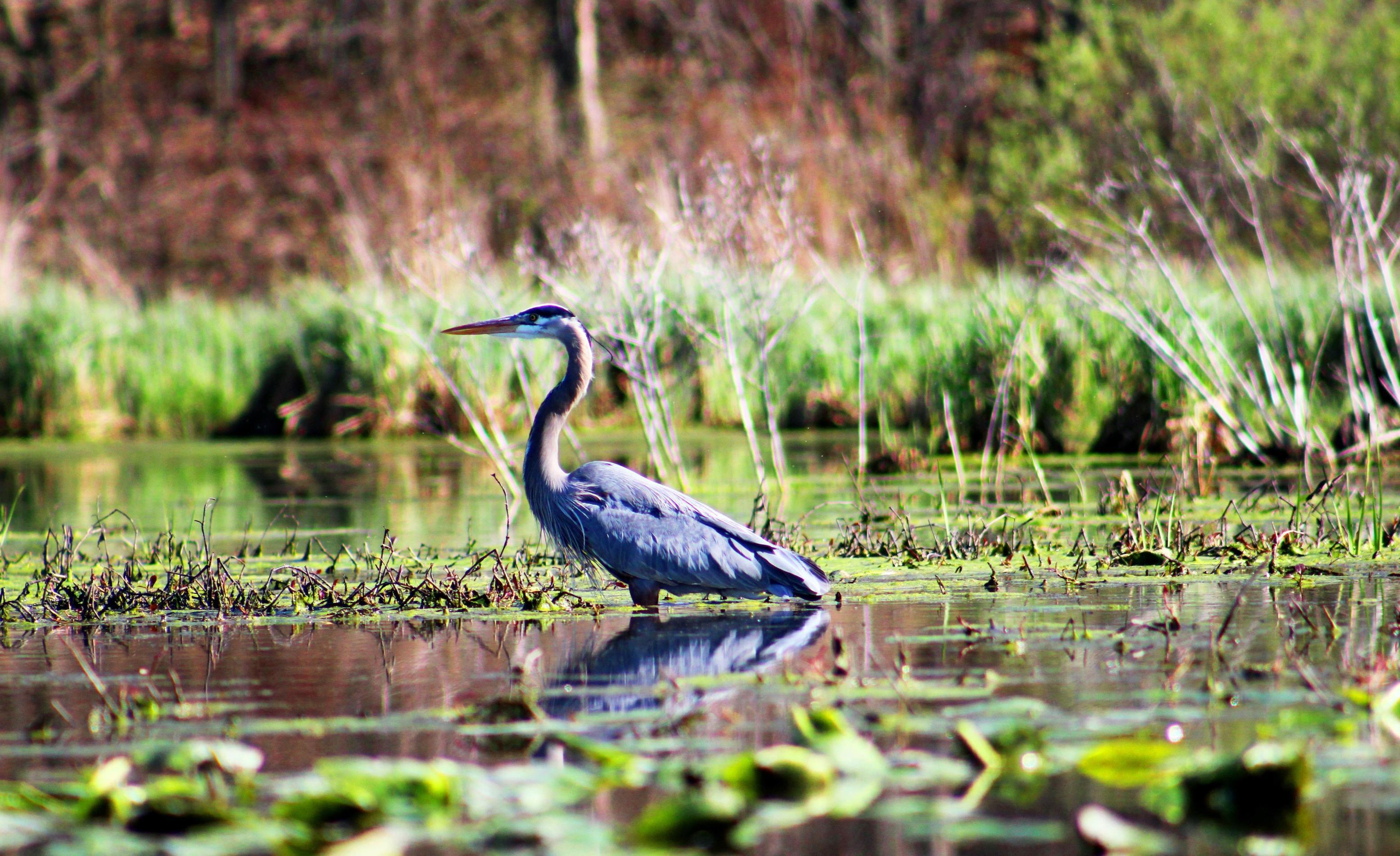 Protect Critical Wetlands, Florida